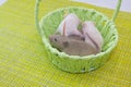 Rats are children in a green basket. Cute