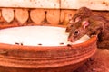 Rats drink milk in famous Karni Mata temple, Deshnok