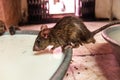 Rats drink milk in famous Karni Mata temple, Deshnok