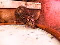 Rats drink milk in famous Karni Mata temple, Deshnok Royalty Free Stock Photo