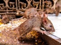 Rats drink milk in famous Karni Mata temple, Deshnok