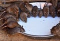 Rats drinking milk in Karni mata temple Royalty Free Stock Photo