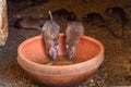 Rats drinking water in Karni Mata Temple or Rats Temple. Deshnok. Rajasthan. India