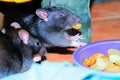 Rats eating human food