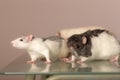 Rats on a glass table closeup