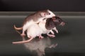 Rats on a glass table