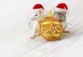 Rats with Gold Christmas ball, New Year Animals in Xmas Red Hats