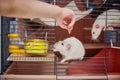 Rats in human hands. Two small decorative rats come out of the cage into the hands of a child.