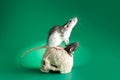 Rats on a human skull. Rodent isolated on a green background for inscription. Mice and gnawed bones Royalty Free Stock Photo