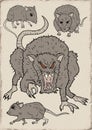 Rats illustration