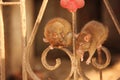 Rats at the Karni Mata Temple