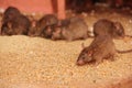 Rats at the Karni Mata Temple Royalty Free Stock Photo