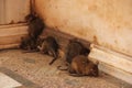 Rats at the Karni Mata Temple Royalty Free Stock Photo