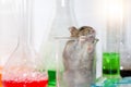Rats in laboratory Royalty Free Stock Photo
