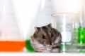 Rats in laboratory Royalty Free Stock Photo