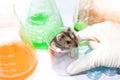 Rats in laboratory Royalty Free Stock Photo