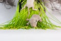 Rats lie on the green grass. Little newborn baby rodents closeup