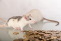 Rats with metallic gold coins