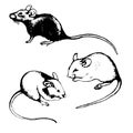 Rats, mice and graphic sketches (set)