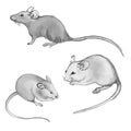 Rats, mice - pencil drawing by hand (set) Royalty Free Stock Photo