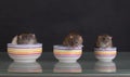 Rats in plates on a glass table