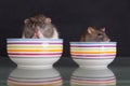 Rats in plates on a glass table