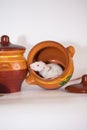 Rats and pot for cooking. rodents and Royalty Free Stock Photo