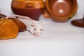 Rats and pot for cooking. rodents and Royalty Free Stock Photo