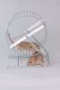 Rats run in the wheel. Mice spin a special wheel for rodents.