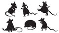 Rats Royalty Free Stock Photo