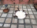 Rats in Shri Karni Mata temple âTemple of Ratsâ Royalty Free Stock Photo