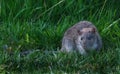 Rats are various medium-sized, long-tailed rodents. Royalty Free Stock Photo