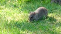 Rat feeding in grass alongside small stream. UK.