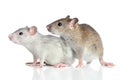 Rats on a white background Royalty Free Stock Photo