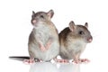 Rats on white background