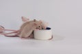 Rats on a white background drink from a