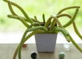 Rattail Cactus (rat tail cactus) on the balcony. Isolated on a greenery of the garden. Royalty Free Stock Photo