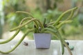 Rattail Cactus (rat tail cactus) on the balcony. Isolated on a greenery of the garden. Royalty Free Stock Photo