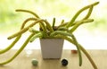 Rattail Cactus (rat tail cactus) on the balcony. Isolated on a greenery of the garden. Royalty Free Stock Photo