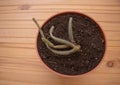 Rattail Cactus recently planted in the pot - wooden background Royalty Free Stock Photo