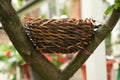 Rattan artificial bird's nest on the branch of tree Royalty Free Stock Photo