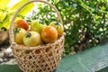 A rattan basket filled with fresh and partially ripe Philippine tomatoes on display at an outdoor garden