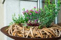 Rattan flowerbed by the entrance of a bakery in a european city, Linz, daisies, succulents, green foliage, unique creative design