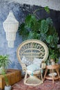 Rattan peacock chair and big monstera plant