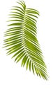green palm leaf isolated on white background with clipping path Royalty Free Stock Photo