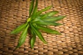 Rattan weave with plant.