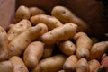 Ratte potato, La Ratte, La Reine Ratte du Touquet, or Asparges small potato with unique nutty flavor and smooth, buttery texture