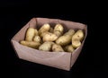 Ratte potato in studio Royalty Free Stock Photo