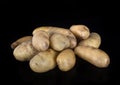 Ratte potato in studio Royalty Free Stock Photo