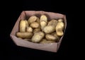 Ratte potato in studio Royalty Free Stock Photo